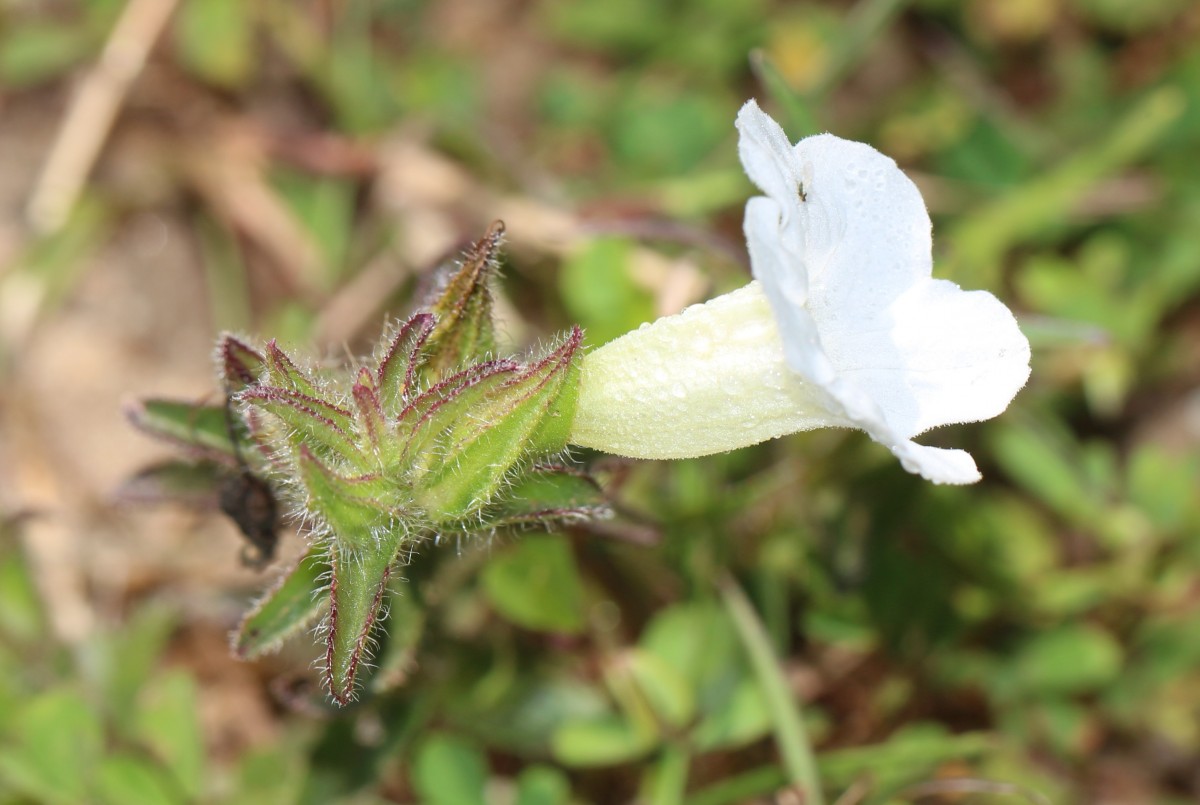 Centranthera indica (L.) Gamble